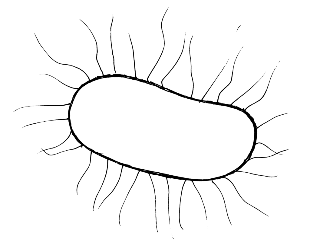Původce donovanózy – bakterie Calymmatobacterium granulomatis