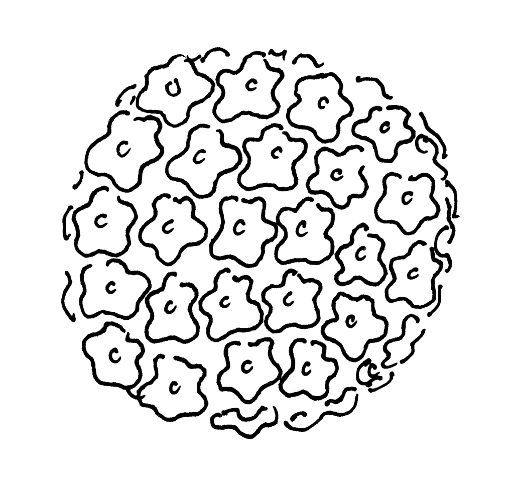 Původce bradavic – Lidský papillomavirus (HPV)