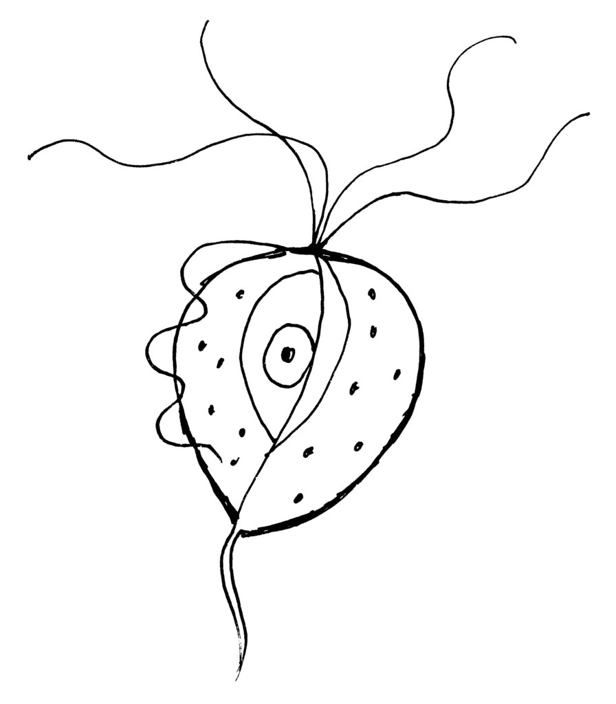 Původce trichomonádových infekcí, vaginálních trichomoniáz – prvok Bičenka poševní (Trichomonas vaginalis)